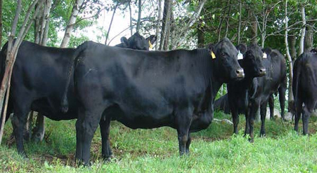 Black Angus